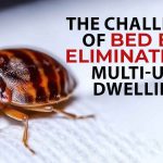 How to Get Rid of Bed Bugs Permanently?