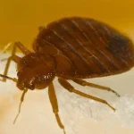 Chemical-Free Bed Bug Extermination: Exploring Non-Toxic Options